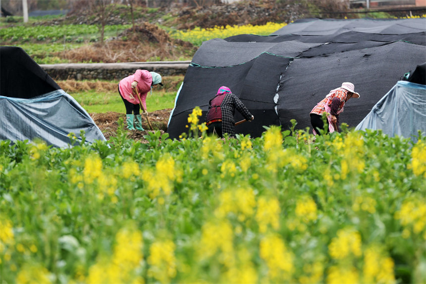 重慶市黔江區馬喇鎮杉樹村村民在羊肚菌種植基地整理大棚。 楊敏攝