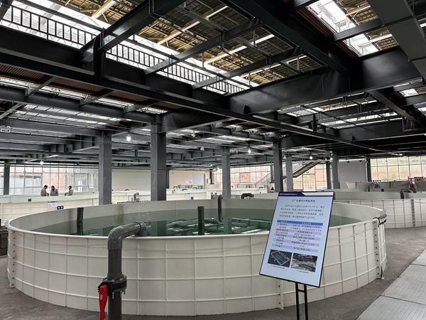 養殖池內魚兒游弋。黃亞輝攝