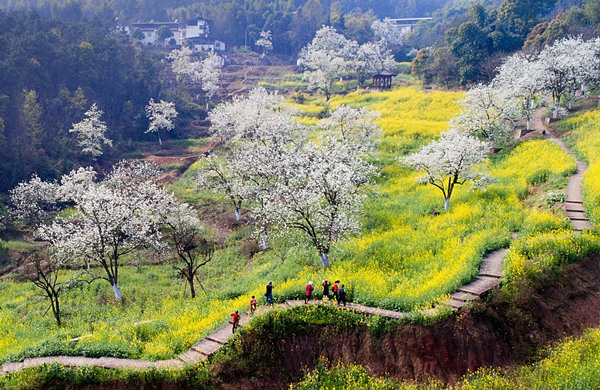 百年梨園。重慶高新區公共服務局供圖