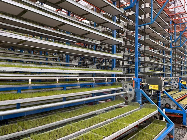 智能化育苗。重慶市農業農村委供圖