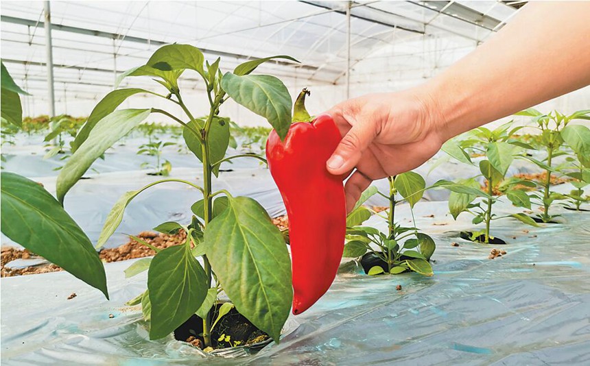 3月10日，在AI智能蔬果生產大棚里，工作人員向大家展示尖紅椒。記者 趙偉平 實習生 李金倩 攝/視覺重慶