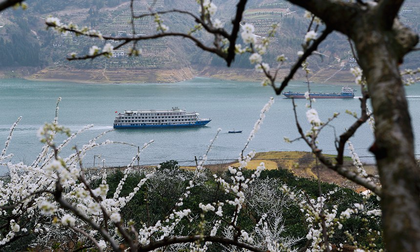 長江豪華游輪行駛在重慶市巫山縣曲尺鄉境內。盧先慶攝