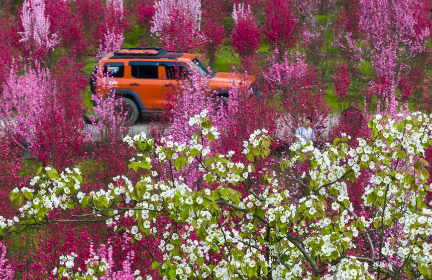 游客在花海中游玩。汪新攝
