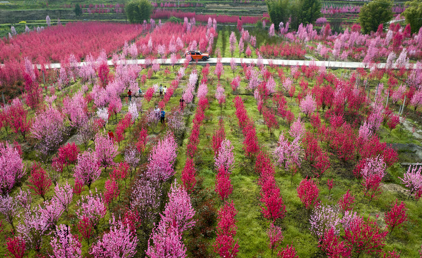 游客在花海中游玩。汪新攝