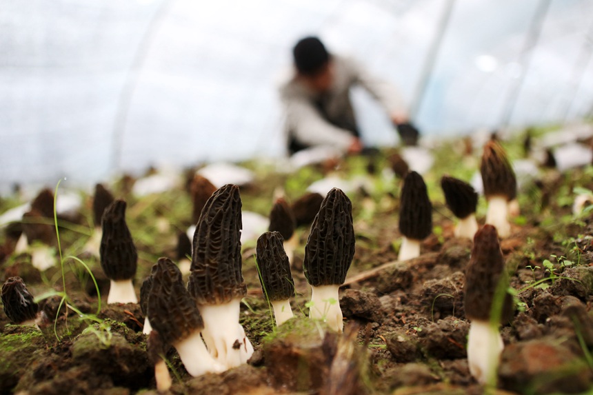 村民在羊肚菌種植基地勞作。楊敏攝