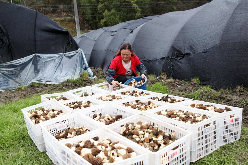 村民將采收的羊肚菌裝箱。楊敏攝