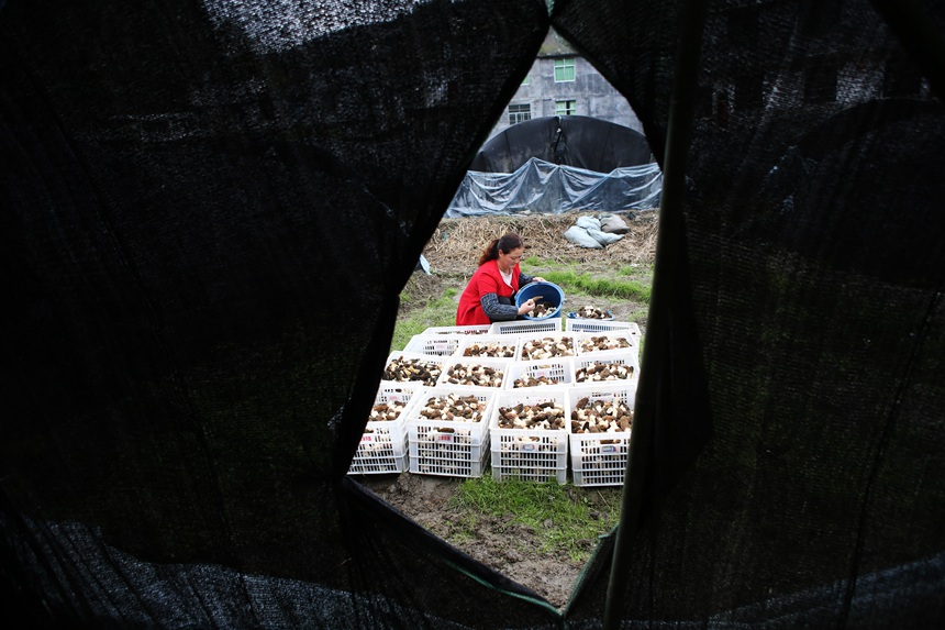 村民將采收的羊肚菌裝箱。楊敏攝