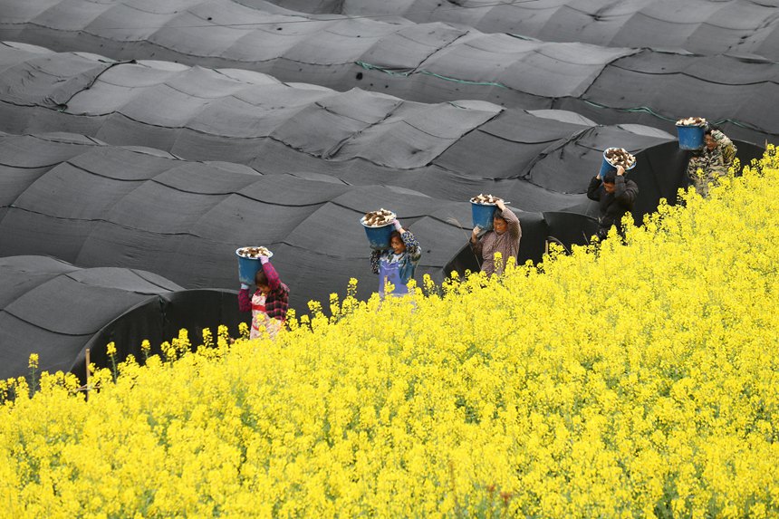 村民在搬運羊肚菌。楊敏攝