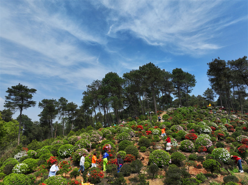 南岸區放牛村杜鵑花盛開，吸引不少市民前來賞花踏春。郭旭攝