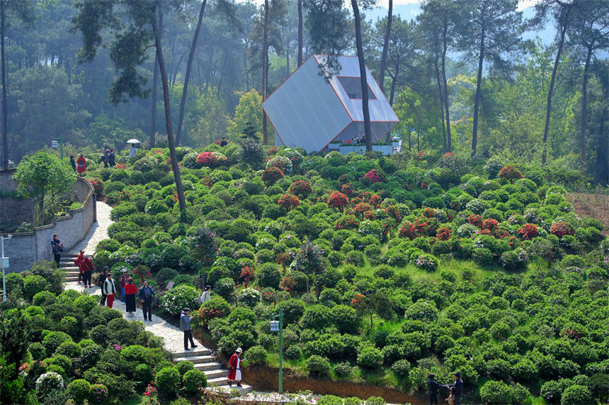 滿山杜鵑花吸引市民前來賞花踏春。郭旭攝