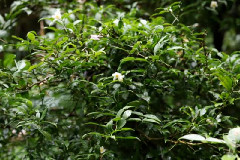 宜昌橙。重慶市林業局供圖