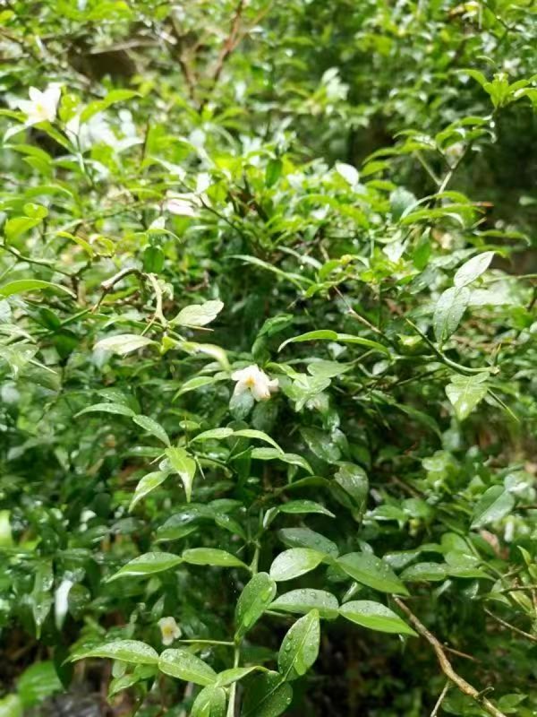 宜昌橙。重慶市林業局供圖