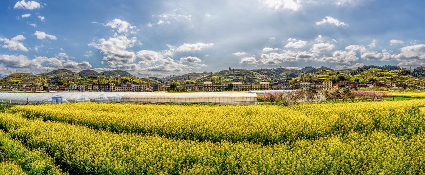 三秀社區田野花開祥瑞如畫。瞿明斌攝