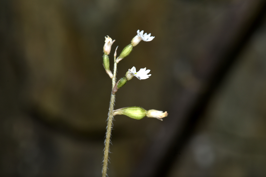 中華叉柱蘭。周厚林攝