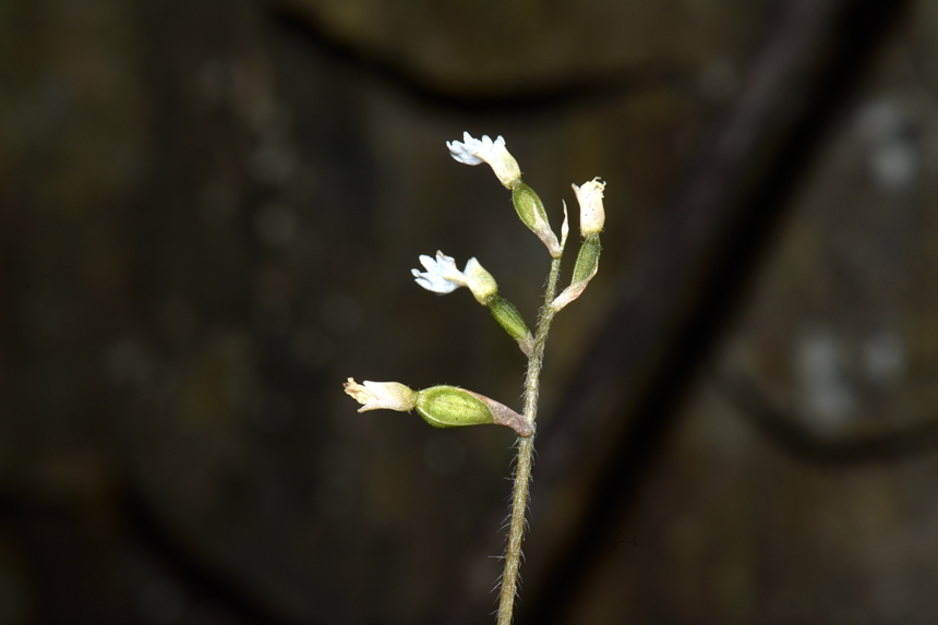 中華叉柱蘭。周厚林攝