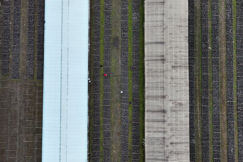黔江區石會鎮食用菌基地。楊敏攝