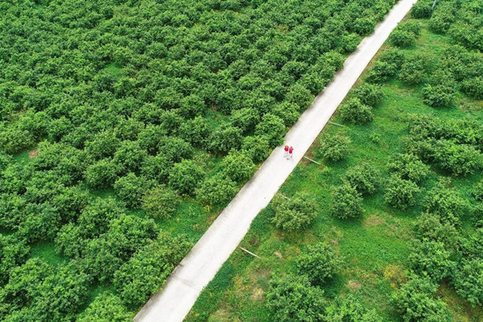國網重慶銅梁供電公司員工在檸檬基地巡視供電線路。顏玲莉攝