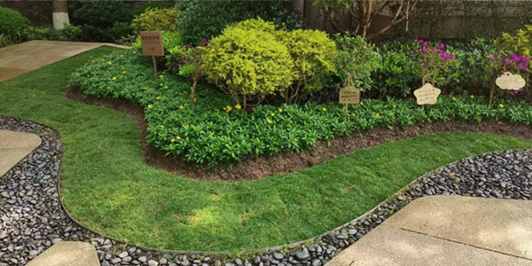 “綠茵行動”中草坪煥新。重慶萬科物業供圖