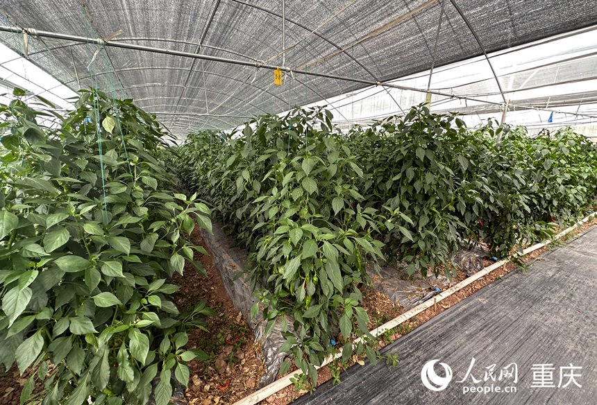 侶俸“巴岳農莊”設施蔬菜科技園內作物長勢良好。人民網記者 劉政寧攝