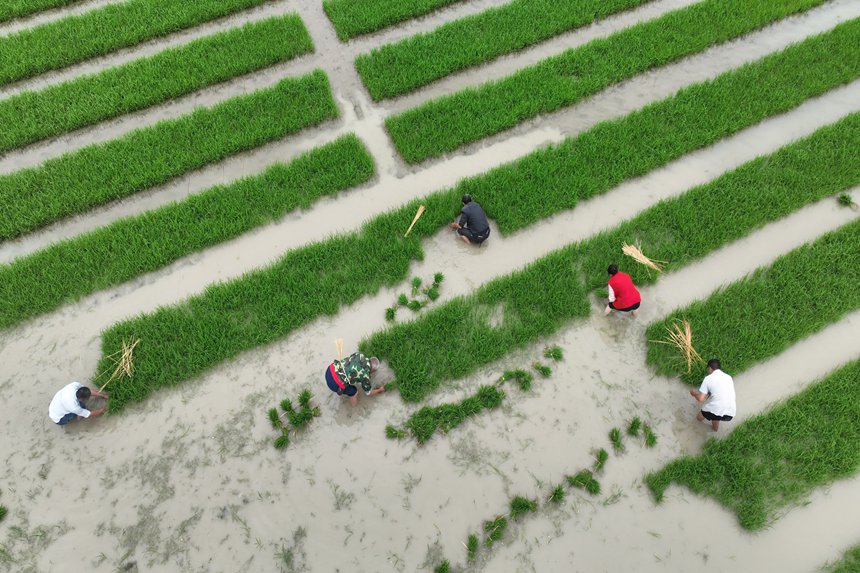 村民在“馬喇貢米”基地起秧。楊敏攝