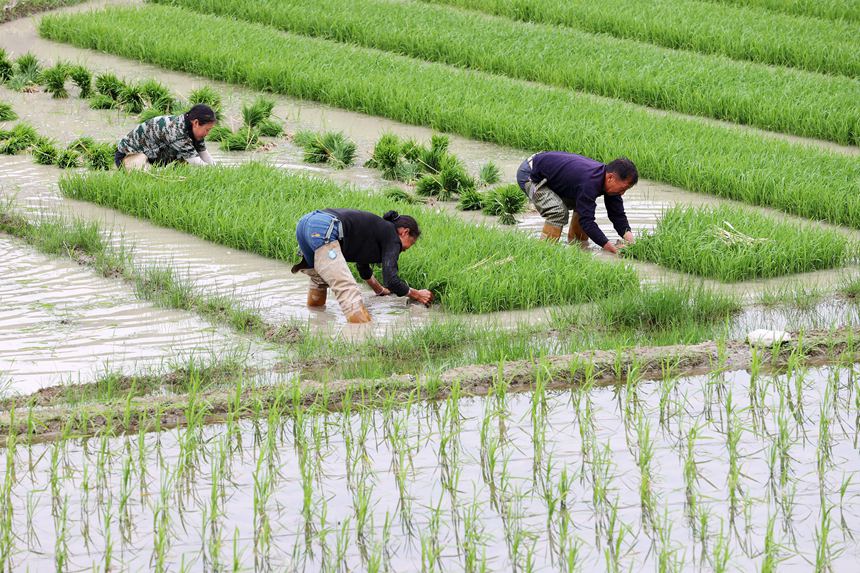 村民在“馬喇貢米”基地起秧。楊敏攝