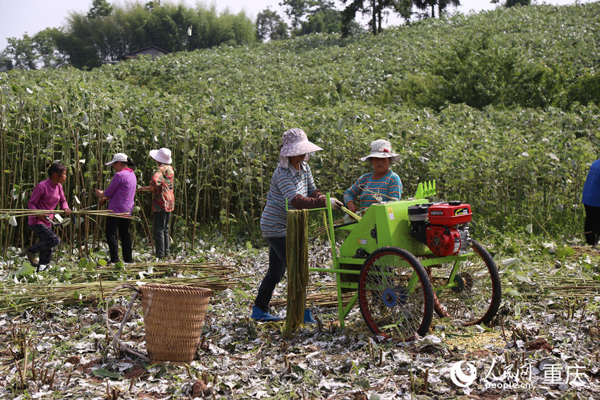 四川省大竹縣烏木鎮苧麻種植基地，當地村民運用剝麻機器剝麻。 人民網記者 劉祎攝