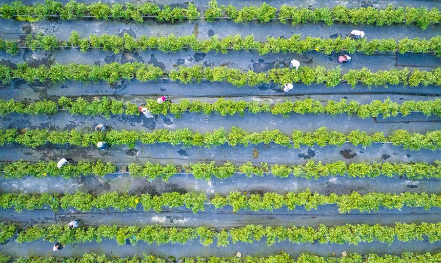 村民正在采收藍莓。甘昊旻攝