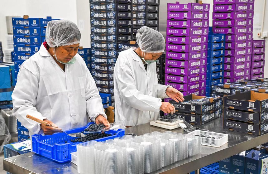 工人在分揀新剛采收的藍莓。甘昊旻攝