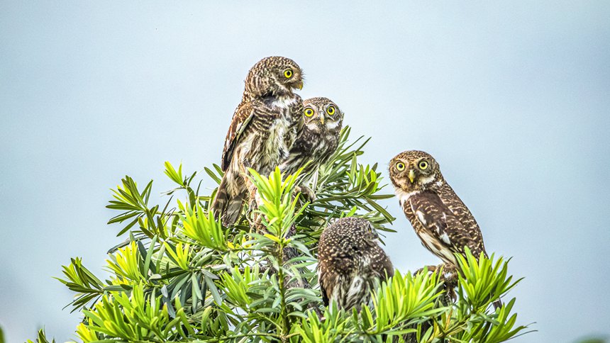 金佛山國家自然保護區里嬉戲的斑頭鵂鹠幼鳥。瞿明斌攝