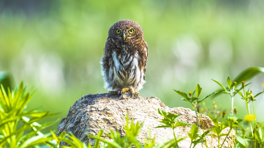 金佛山國家自然保護區里嬉戲的斑頭鵂鹠幼鳥。瞿明斌攝