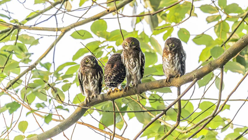 金佛山國家自然保護區里嬉戲的斑頭鵂鹠幼鳥。瞿明斌攝
