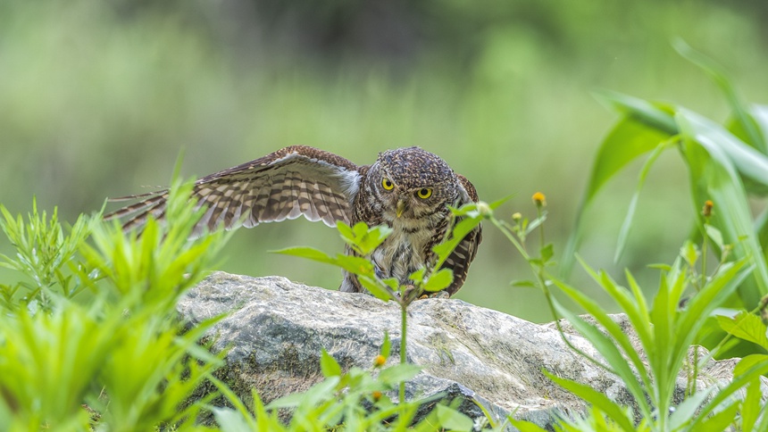 金佛山國家自然保護區里嬉戲的斑頭鵂鹠幼鳥。瞿明斌攝