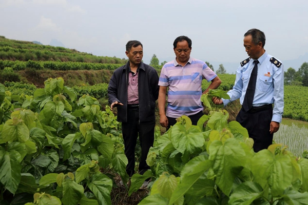 在黔江區黑溪鎮光明村蠶桑養殖基地，黔江區稅務局駐村第一書記張紹淦向村民講解蠶桑養殖需要注意的問題。譚為駿攝