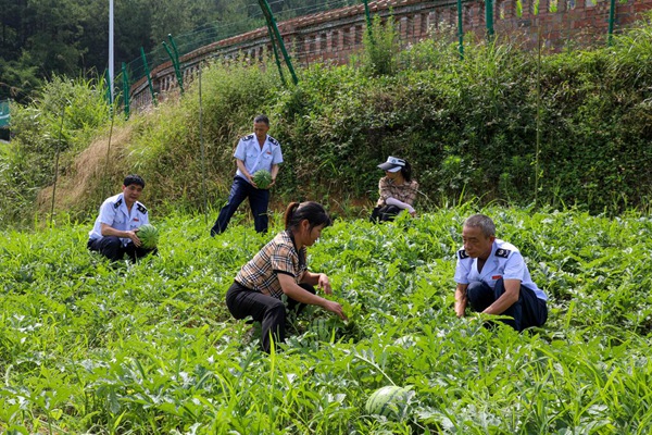 忠縣稅務局駐善廣鄉金鐘村工作隊幫助村民收西瓜。宋棚祥攝