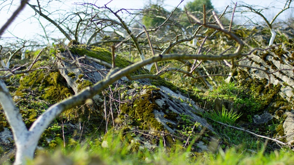 武隆石漠化治理。重慶市林業局供圖