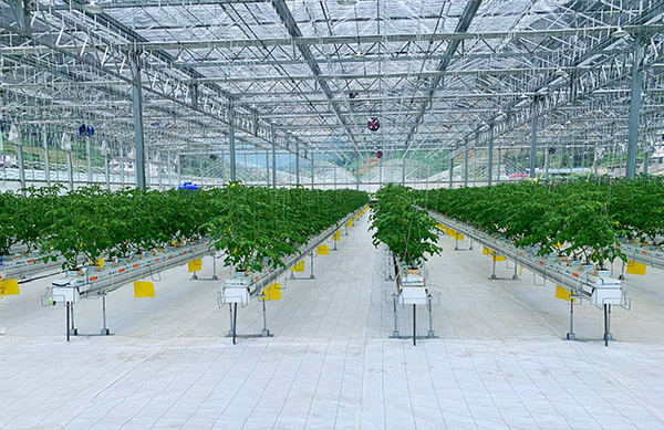 武隆高山番茄谷玻璃溫室大棚里種植的番茄即將成熟。許琳珮攝