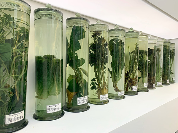 武隆高山蔬菜研究所里陳列的高山蔬菜標本。許琳珮攝