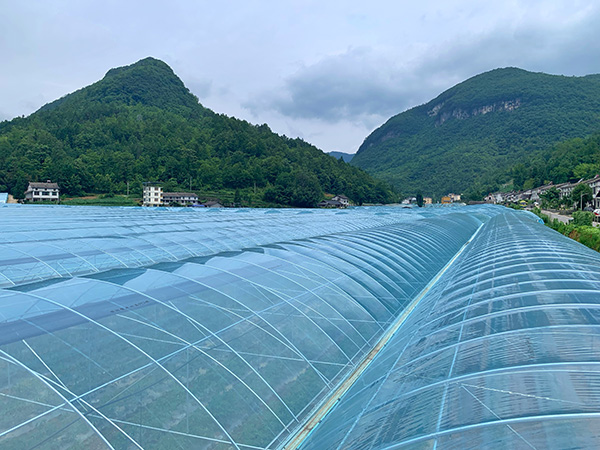 一眼望不到頭的現代化蔬菜大棚。許琳珮攝