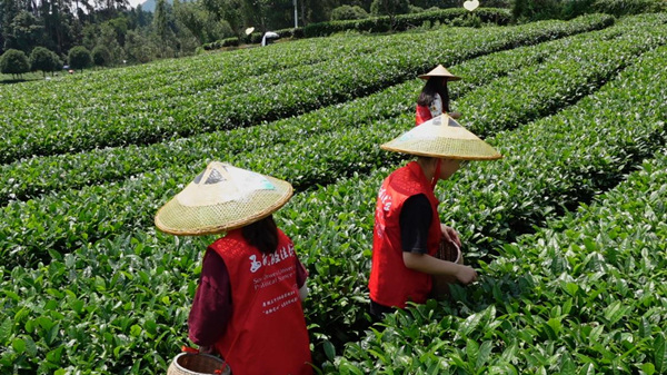 團隊成員在田間體驗采茶。西南政法大學供圖