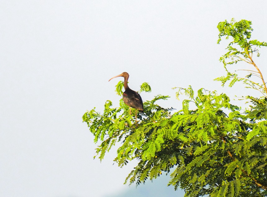 彩鹮停留在枝頭。余懷先攝