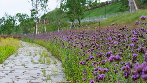 “兩江四岸”葛老溪段。唐鑫攝