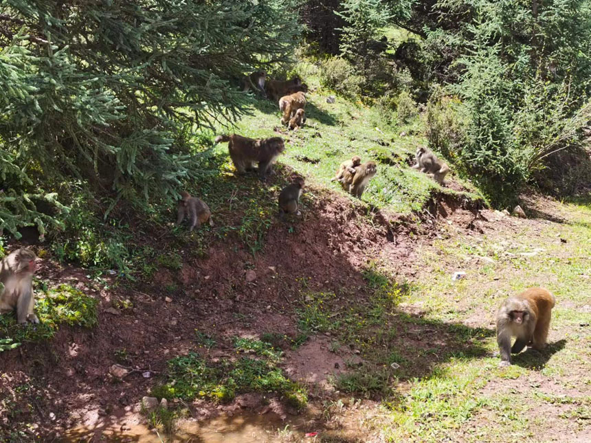 去往類烏齊縣途中偶遇的藏獼猴群。姜峰攝