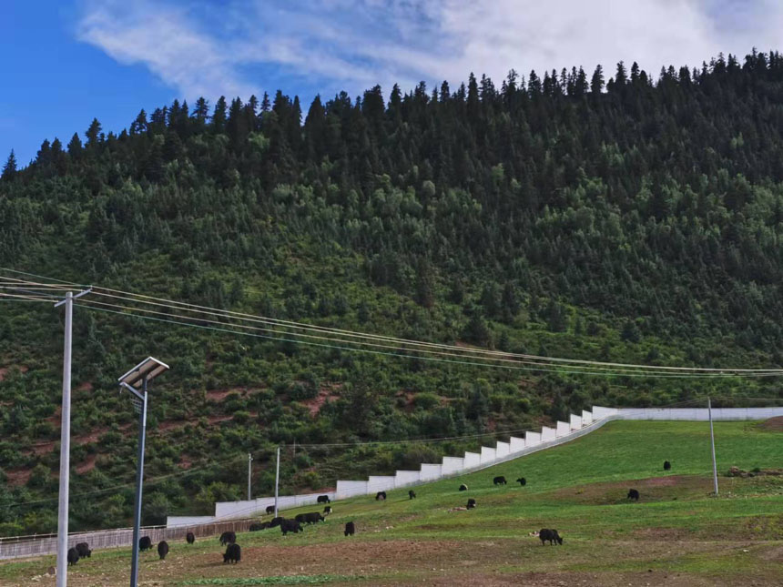 位于類烏齊縣央宗村的現代化牦牛育肥基地。姜峰攝
