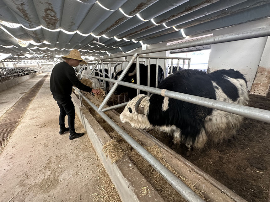 工作人員在給牦牛投喂草料。劉政寧攝