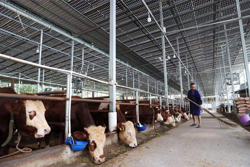 村民在光伏養牛場里打掃衛生。楊敏攝