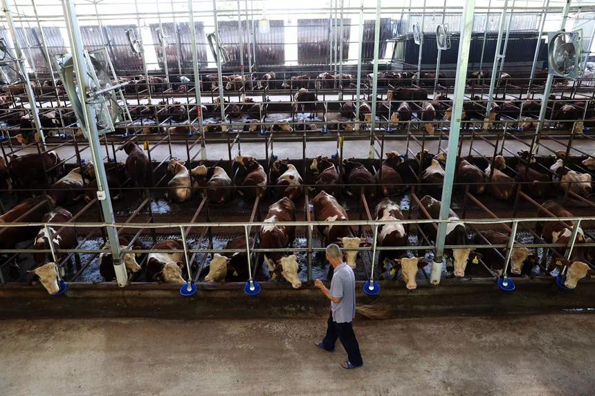 村民在光伏養牛場里打掃衛生。楊敏攝