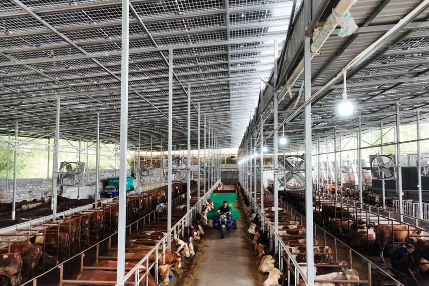 村民在光伏養牛場里給牛添加飼料。楊敏攝