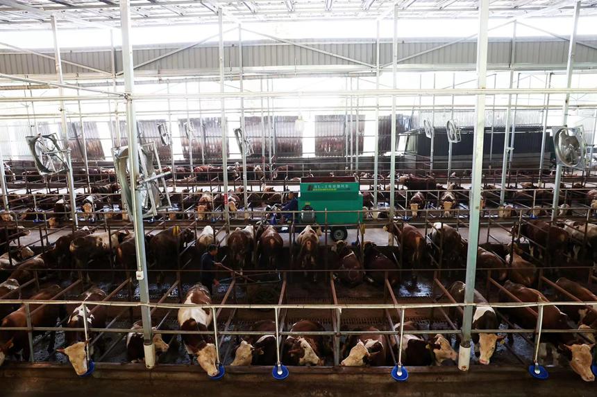 村民在光伏養牛場里打掃衛生給牛添加飼料。楊敏攝