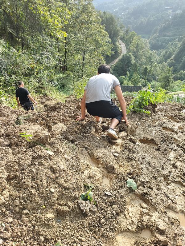 《上山容易下山難》。7月25日，黔江區突降暴雨,金溪鎮望嶺村木根坡發生滑坡險情。接報后金溪規劃和自然資源所會同重慶107地質隊駐守地質工程師迅速趕赴現場查看險情。李偉攝