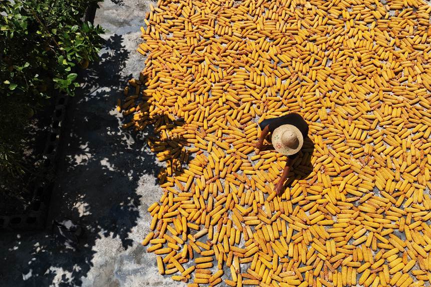 村民正在晾曬玉米。楊敏攝